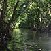 Mangrove