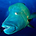 Napoleon wrasse