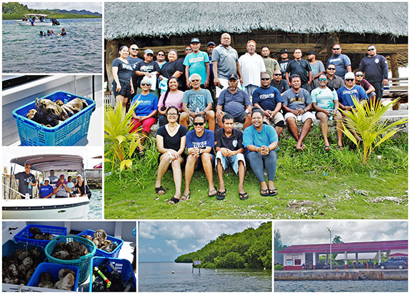 ngatpang clam planting